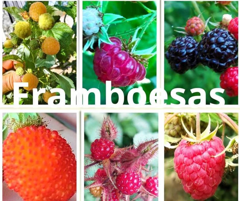 Framboesas - Rubus Idaeus
