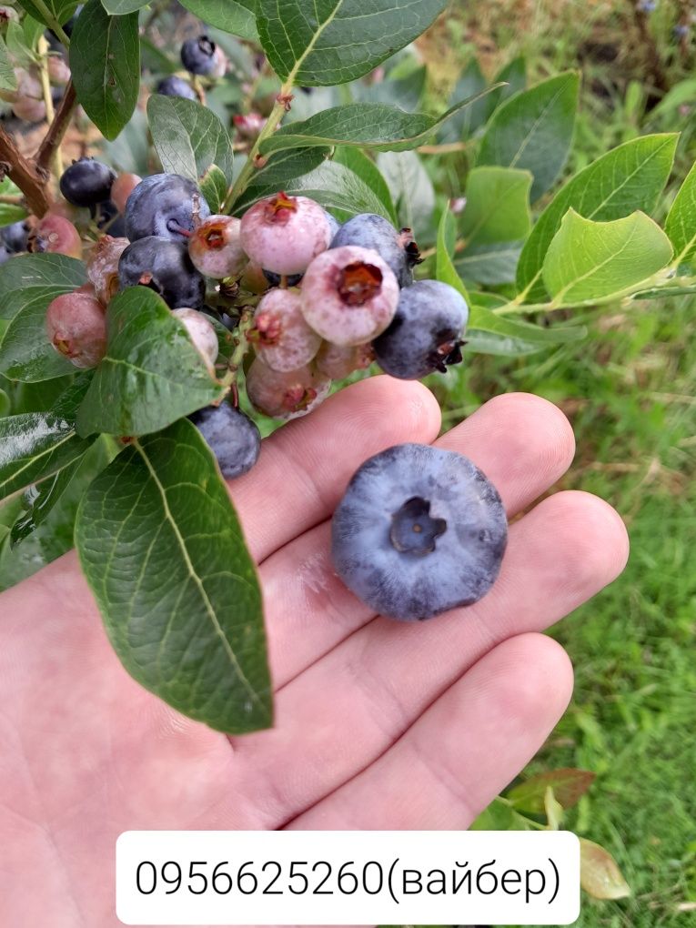 Продам саджанці лохини