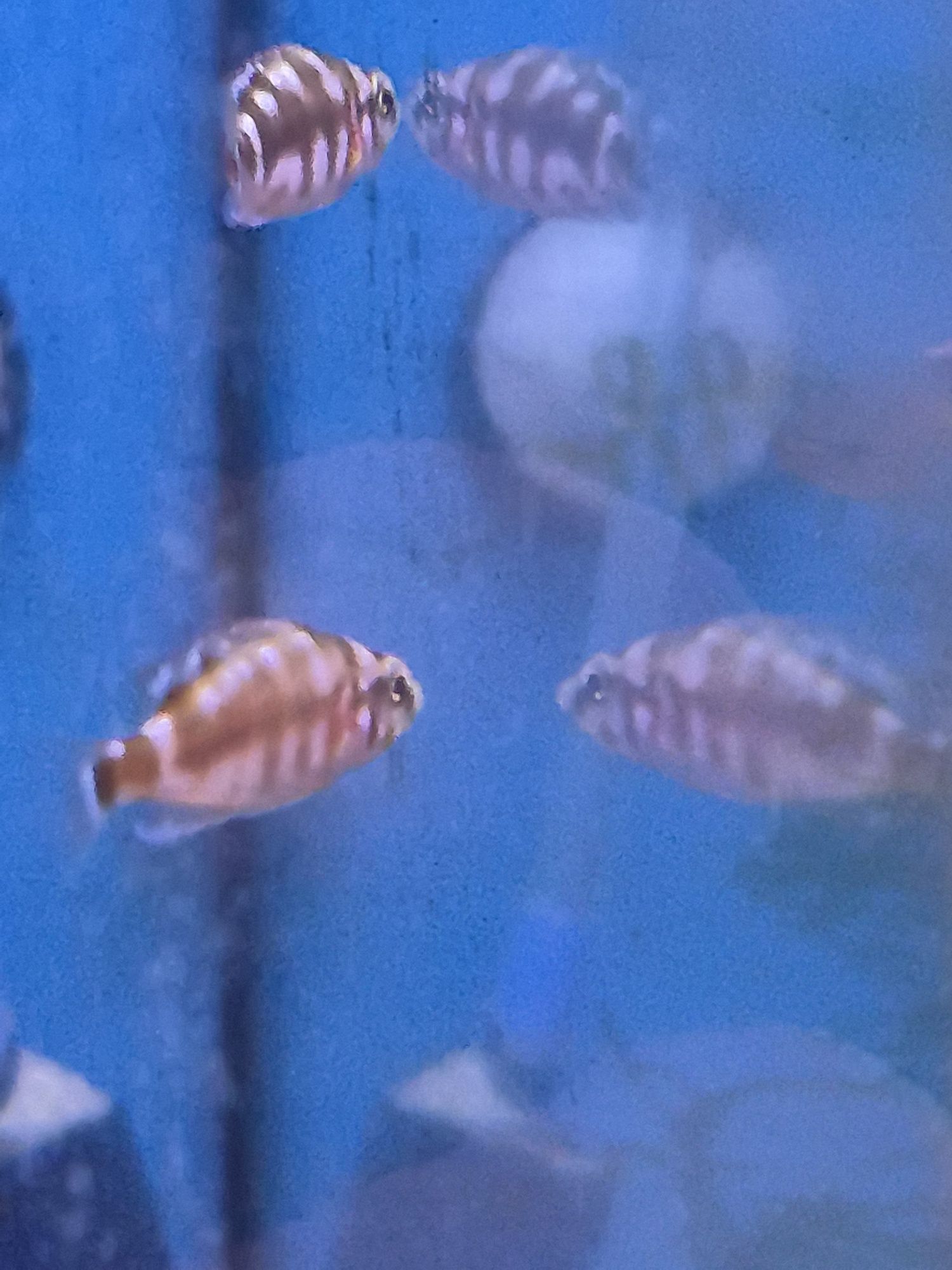 Altolamprologus calvus bleck Kraków (Swoszowice)