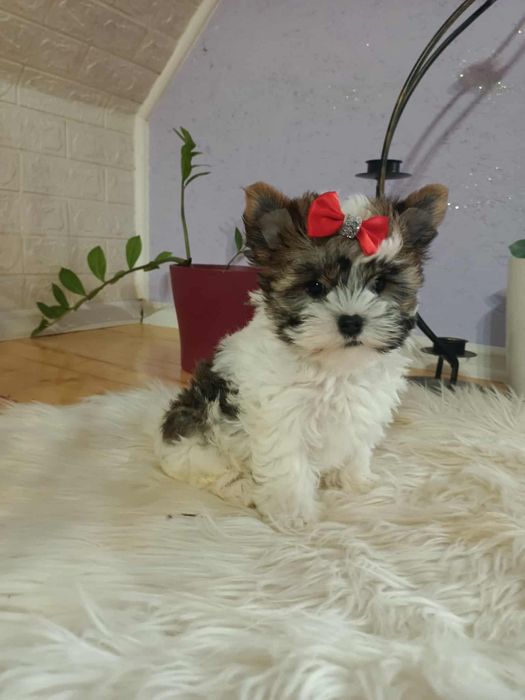 Yorkshire terrier śliczna biało- złota suczka