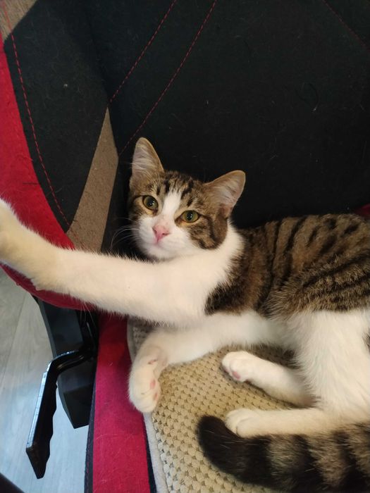 Котенок, мальчик в добрые заботливые руки. Бесплатно