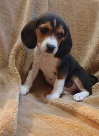 beagle tricolor macho