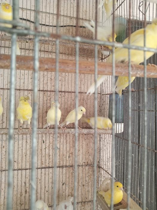 Canarios raça poulpa Alemanhão