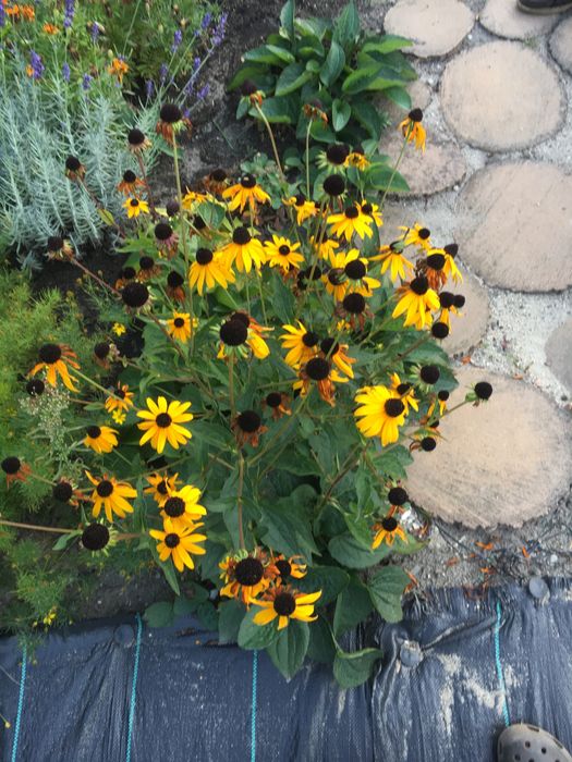 Rudbekia zolte kwiaty do ogrodu dlugo kwitnie