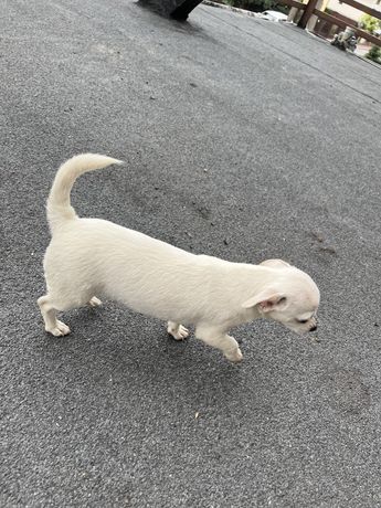 Pies rasy Chihuahua śnieżno-biały mini