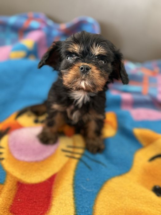 Cavalier King Charles Spaniel piesek