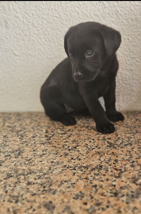 Labrador fêmea pura