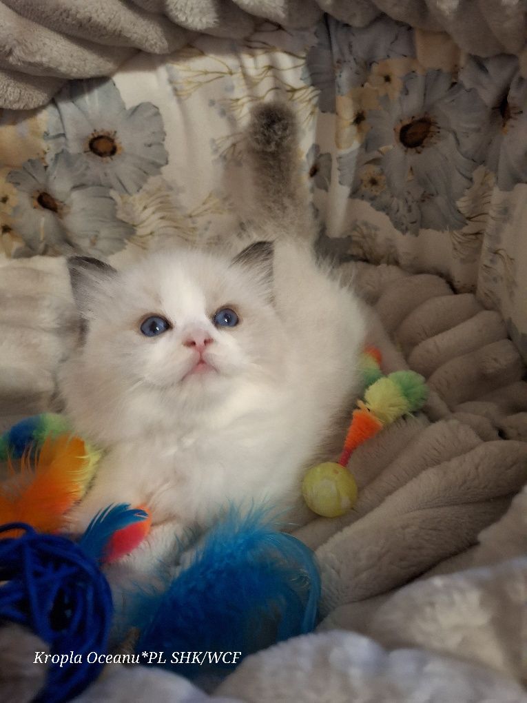 Koteczka Ragdoll rodowód wcf