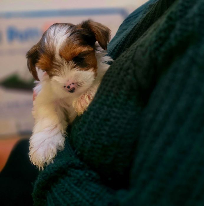 Yorkshire terrier Blueberry  dziewczynka.
