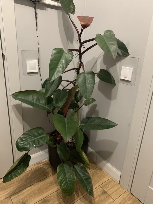 Філодендрон вис 1 ,60