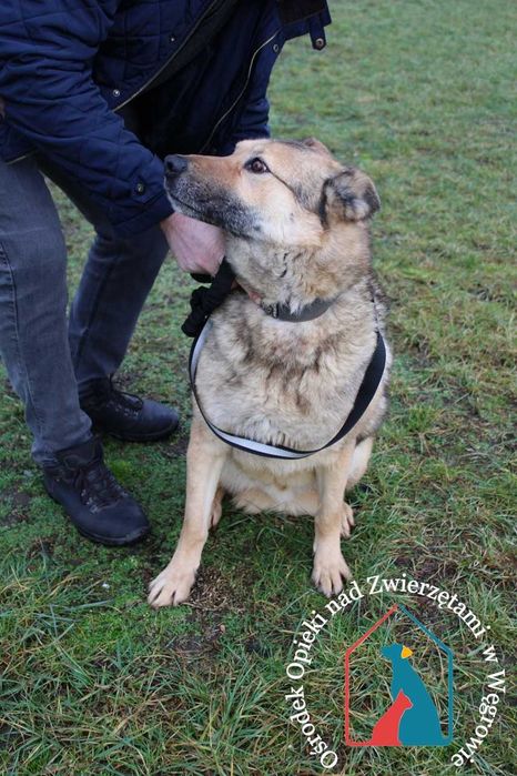 Rin-bardzo przyjazny, kochany piesek szuka domu! Adoptuj!