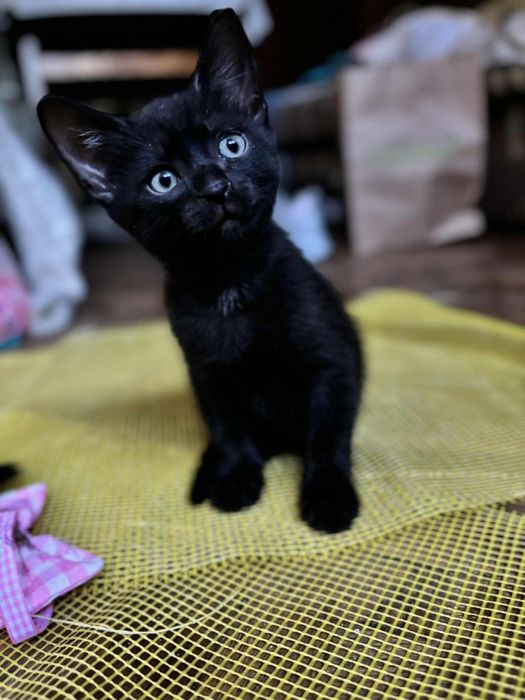 Чудовий міні пумчик, гарне кошеня, котятко, котик, киця