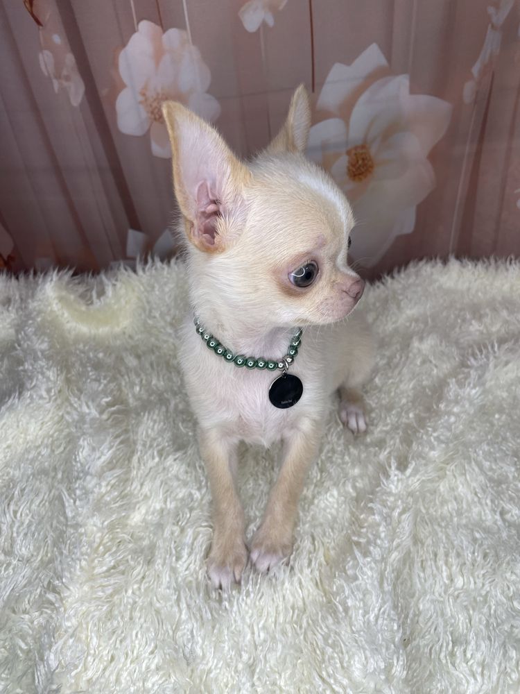 Chihuahua***Piękny***Maleńki***Chłopczyk***Komplet***Szczepień