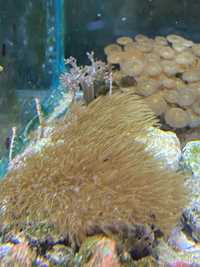 Briareum duza skałka akwarium morskie koralowce morskie