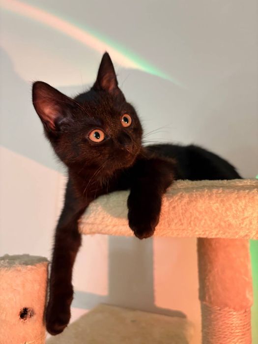 Віддам кошенят безкоштовно