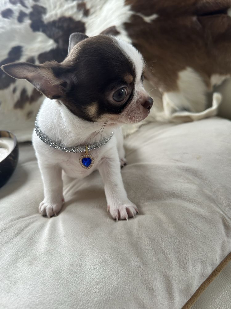 Chihuahua piesek do odbioru