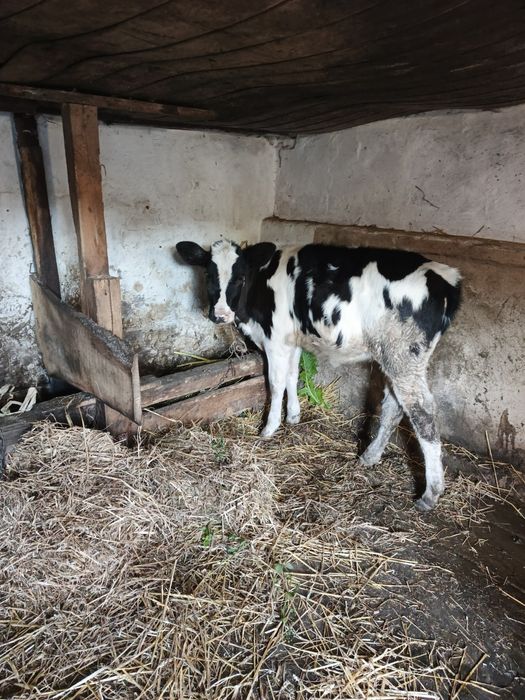 Продам теличку від доброї корови 4 місяці.