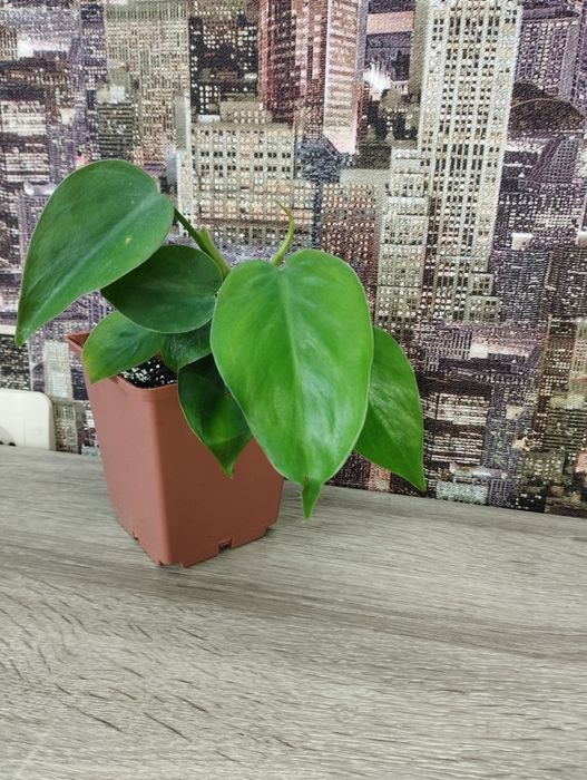 Растение филодендрон