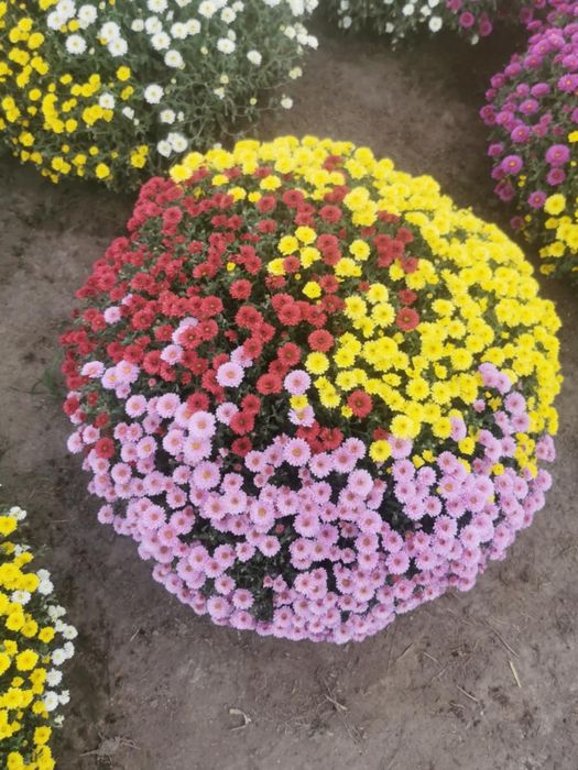 Chryzantemy Zamość