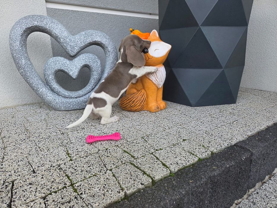 Jamnik miniaturowy piesek piebald