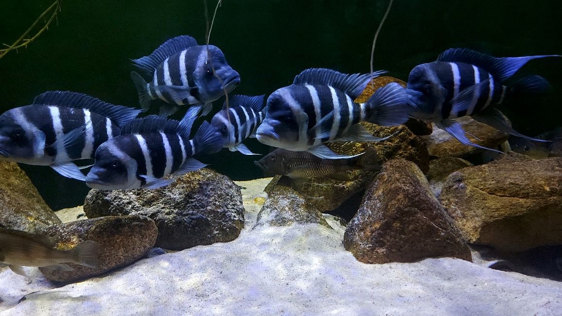 Cyphotilapia Gibberosa Blue Zaire Kitumba