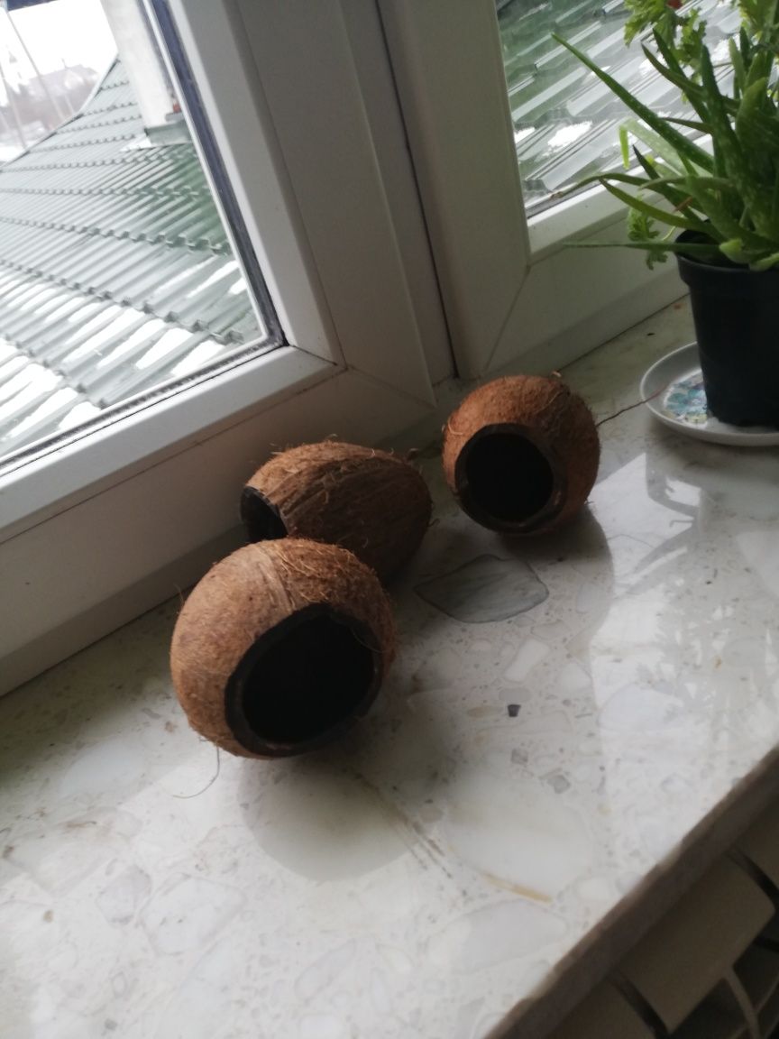 Kokosy do akwarium