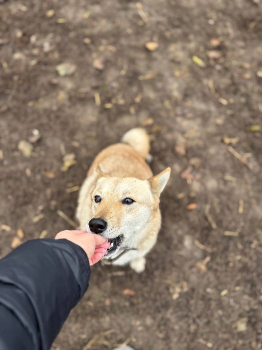 Собачка шукає дім!!!
