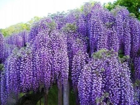 WISTERIA Glicynia Szczepiona Cena 75 zł