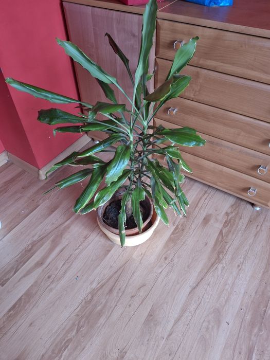 Dracena sprzedam