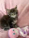 Kocurek Maine Coon - Hades