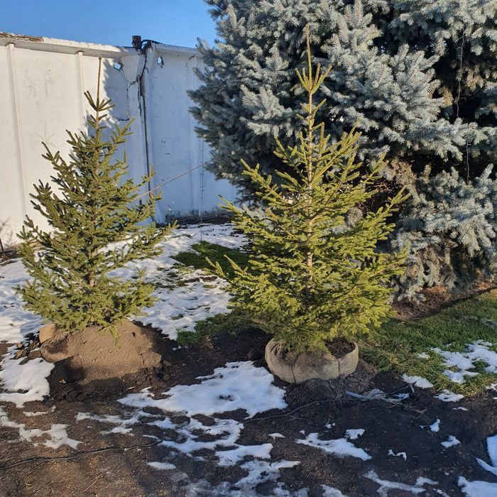 Ель живая колючая зелёная сизая голубая