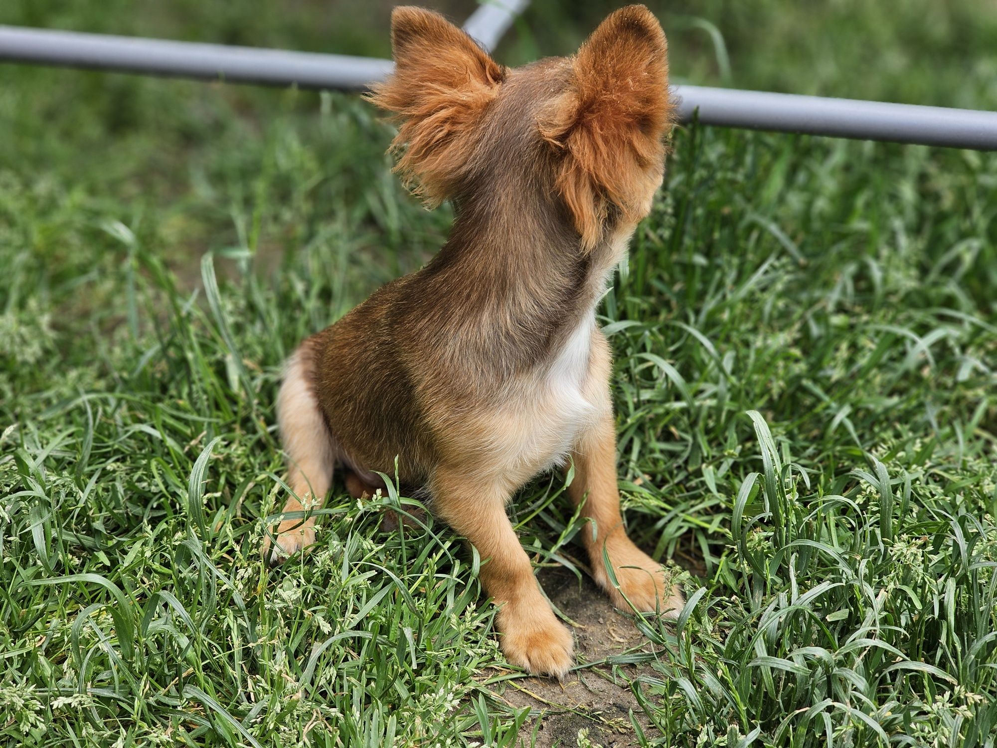 Chihuahua długowłosa piesek xxs sable Zkwp