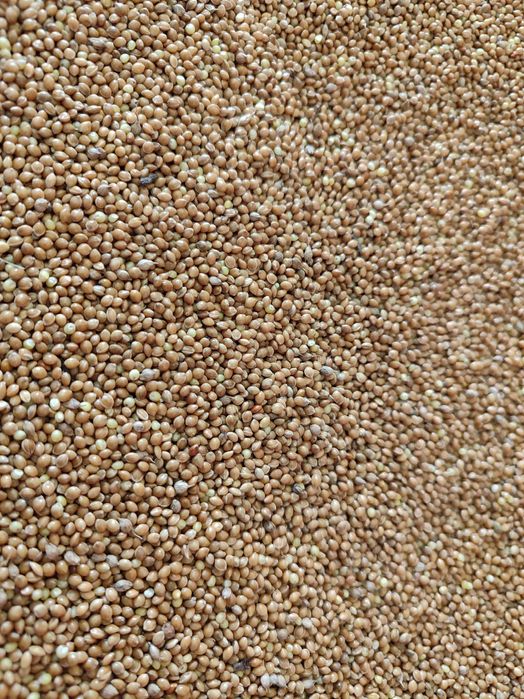 Просо жовте зерно, насіння, корм для папуг, птахів