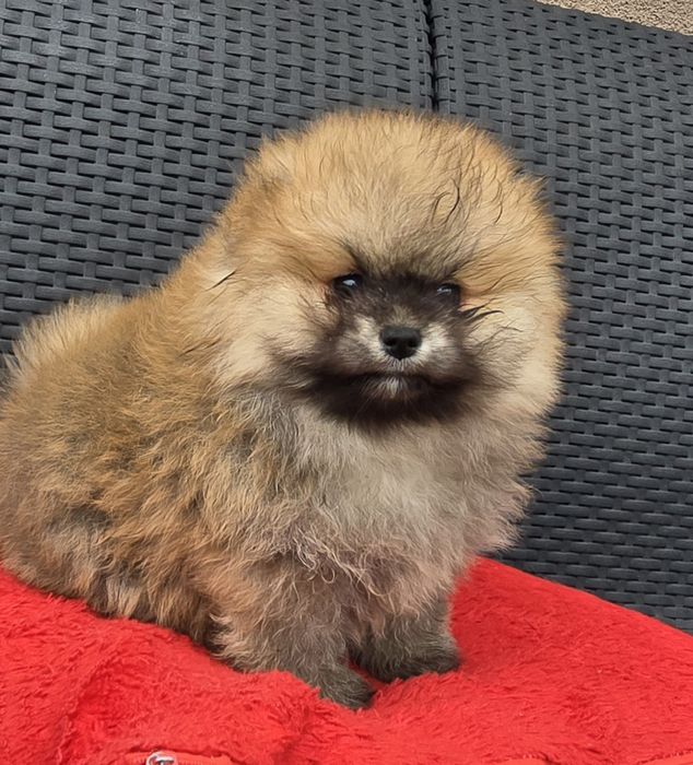 Szpic miniaturowy pomeranian