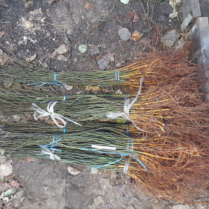 Подвой на грушу ВА 29