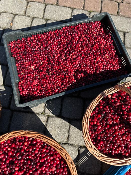 Żurawina leśna z bagien Podhalańskich