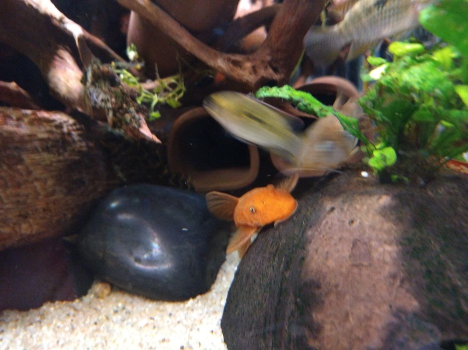 Glonojad super Red ancistrusy zbrojniki zbrojaski