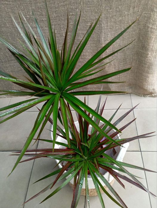 Кімнатні рослини,квіти.Драцена.Послуги: Пересадка Догляд