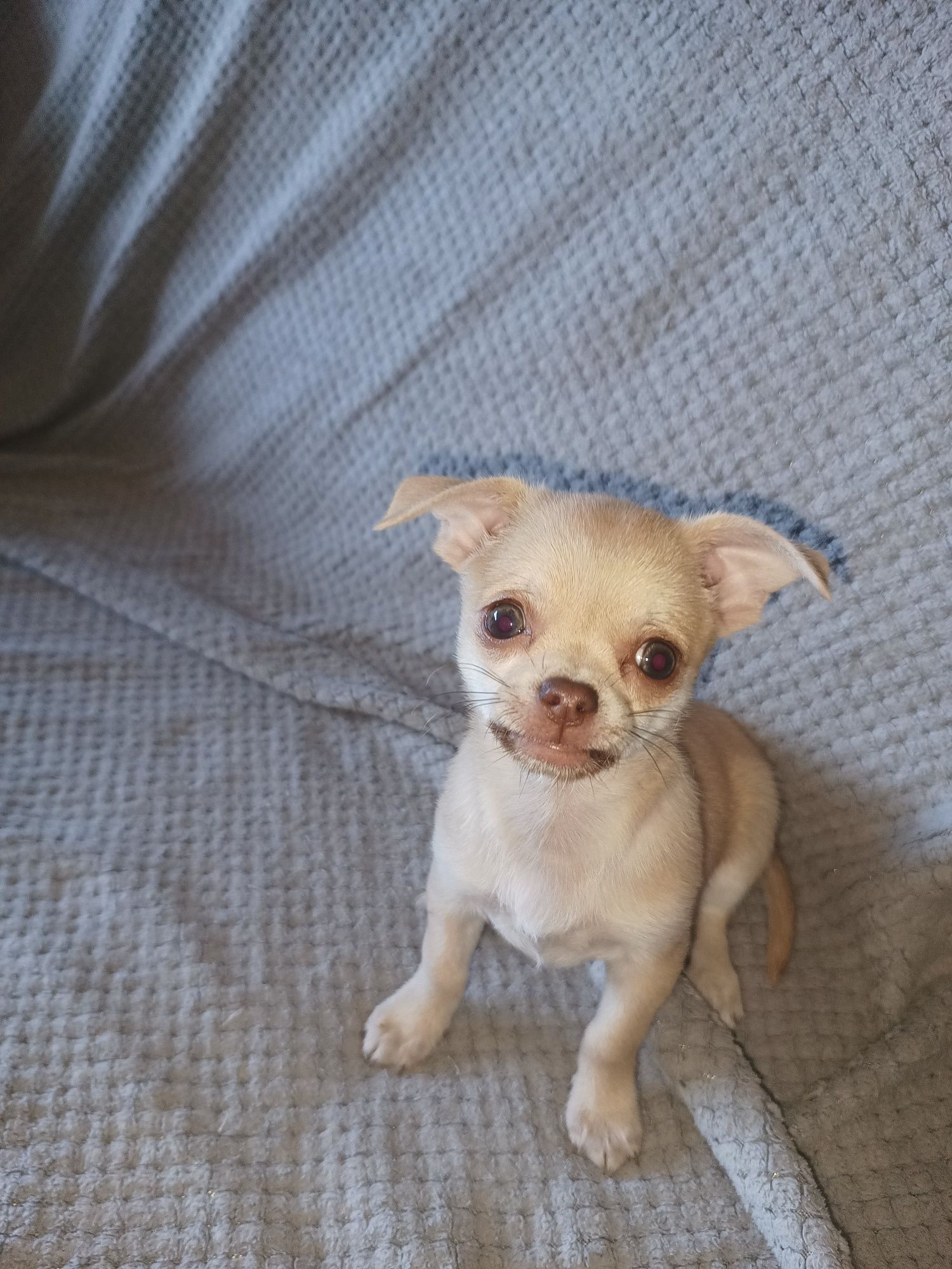 Chihuahua gotowe do odbioru