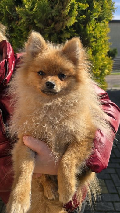 Szpic miniaturowy Pomeranian Suczka