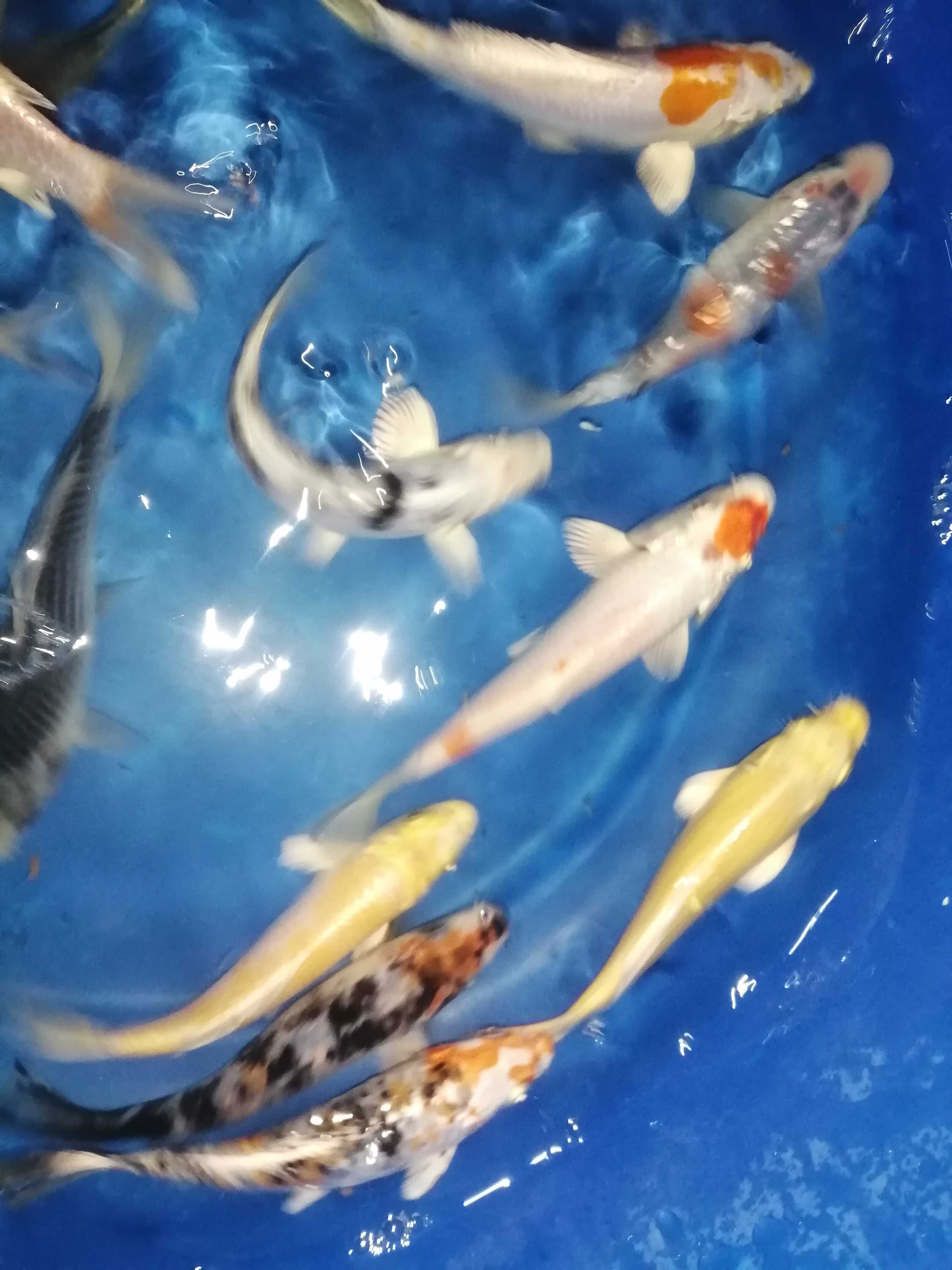 Carpas koi 12 a 14cm