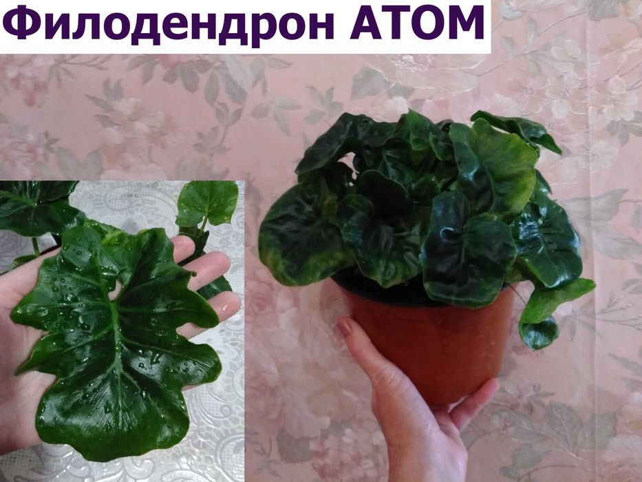 филодендрон 5 сортов