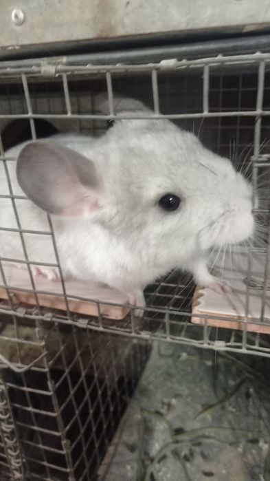 Чудові домашні тваринки