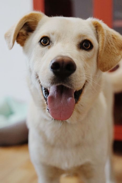 Cudowny Aki szuka domu