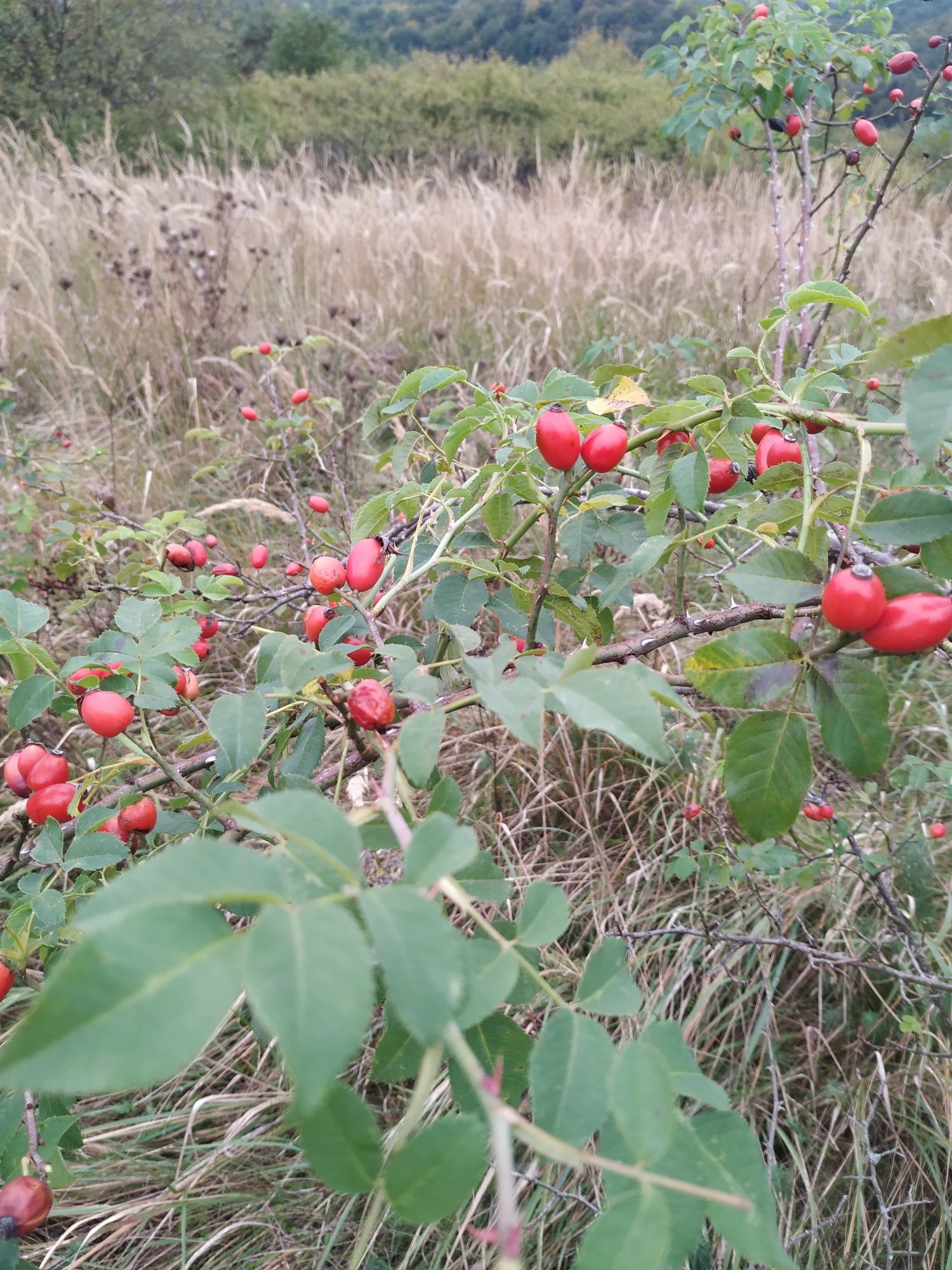 Owoce śliwy tarniny, dzikiej róży suszone