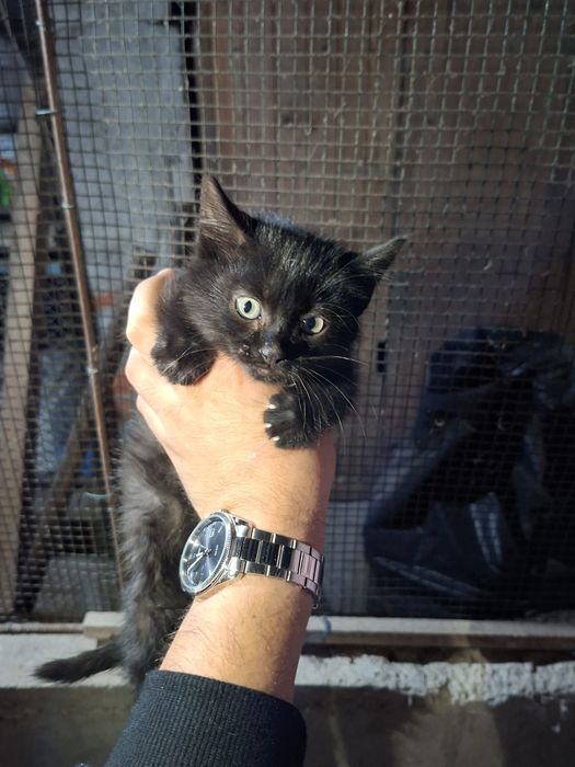 Gatinhas com 2 meses para adoção