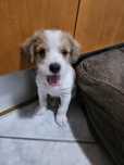 Bibi - macho, 6/7 semanas, porte pequeno