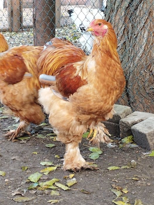 Півень брама лимон