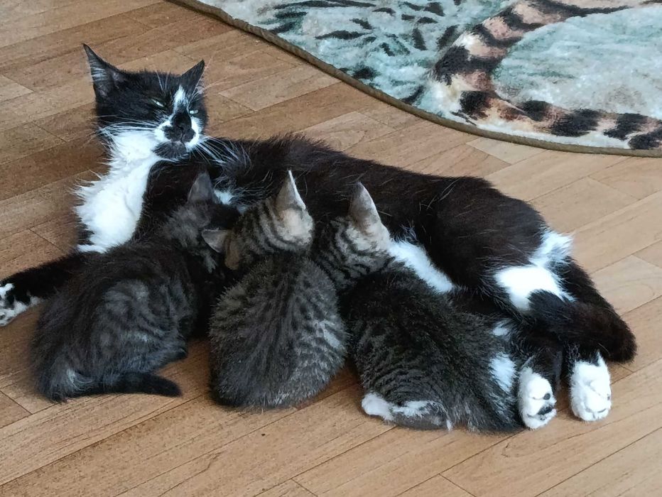 Котята в добрые руки.