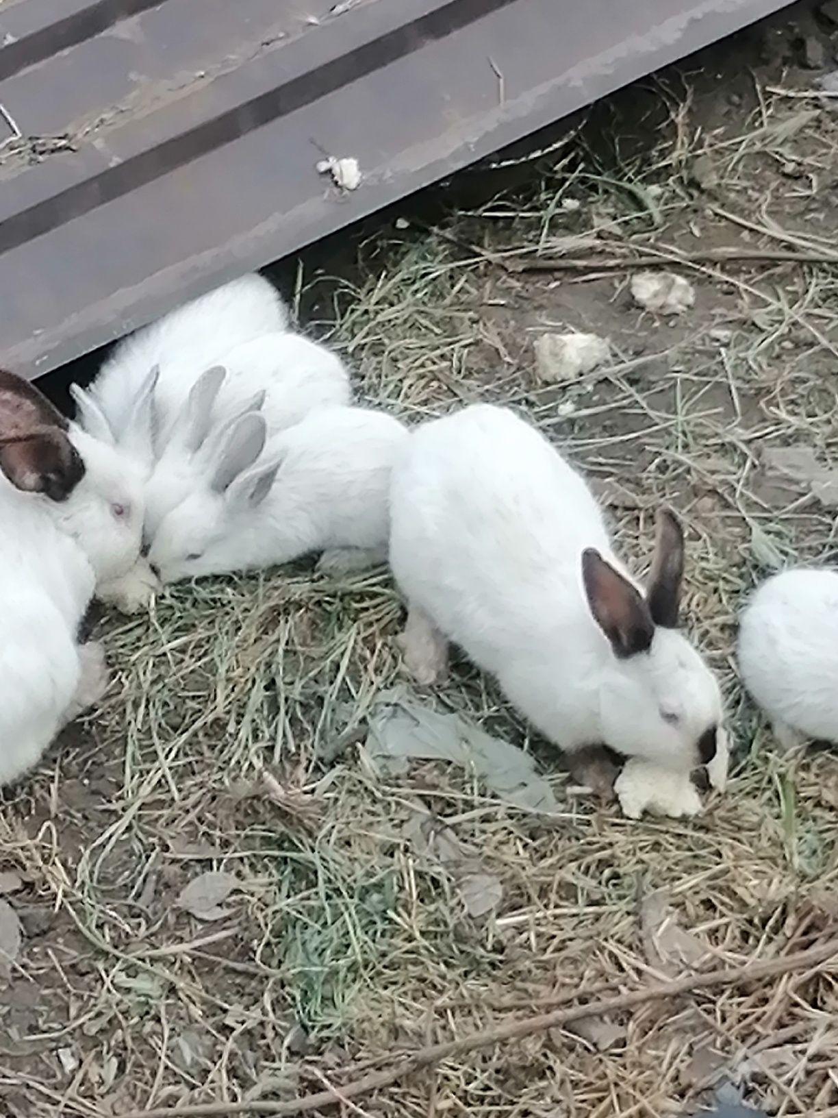 Кролики калефорния